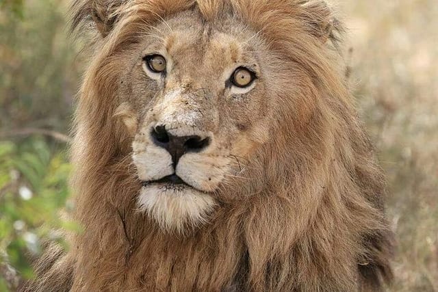 Kruger Lion Expedition with the Little Lionman Steve Kelly - Photo 1 of 25